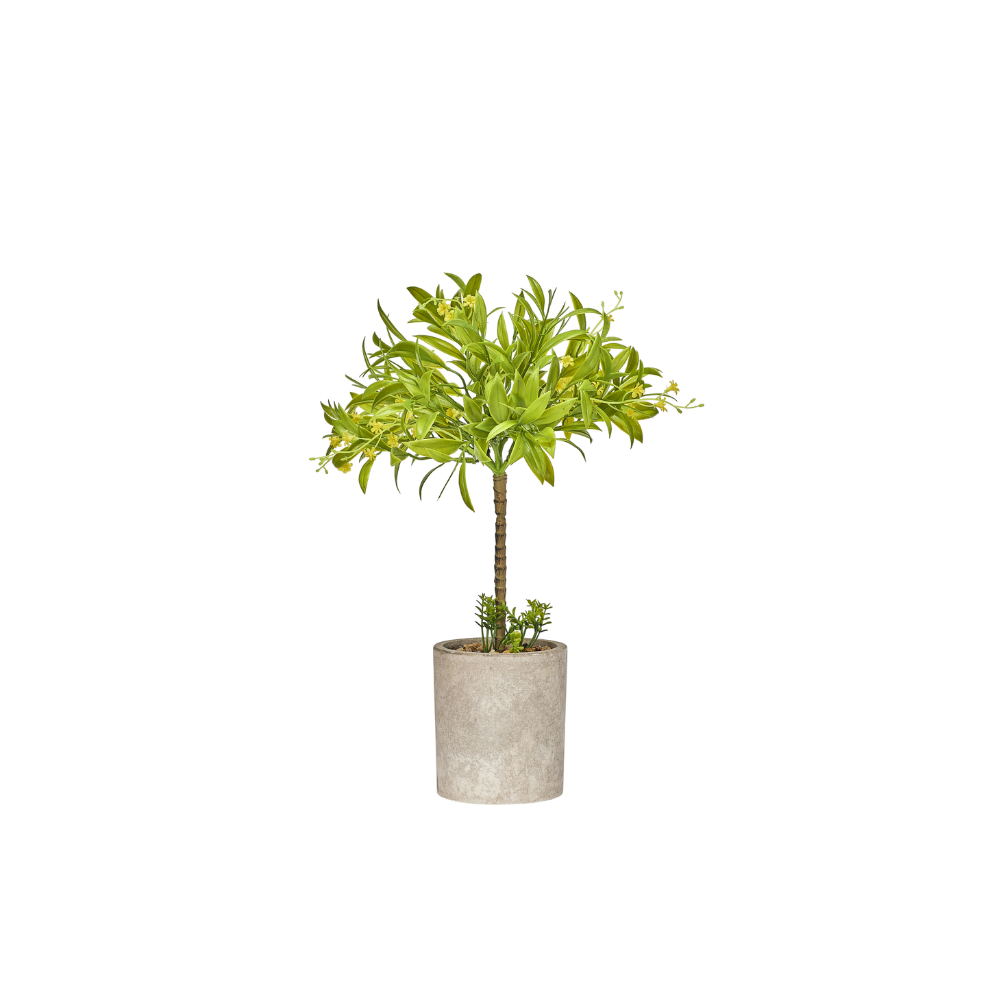 BONZAI GM DANS SON POT BETON