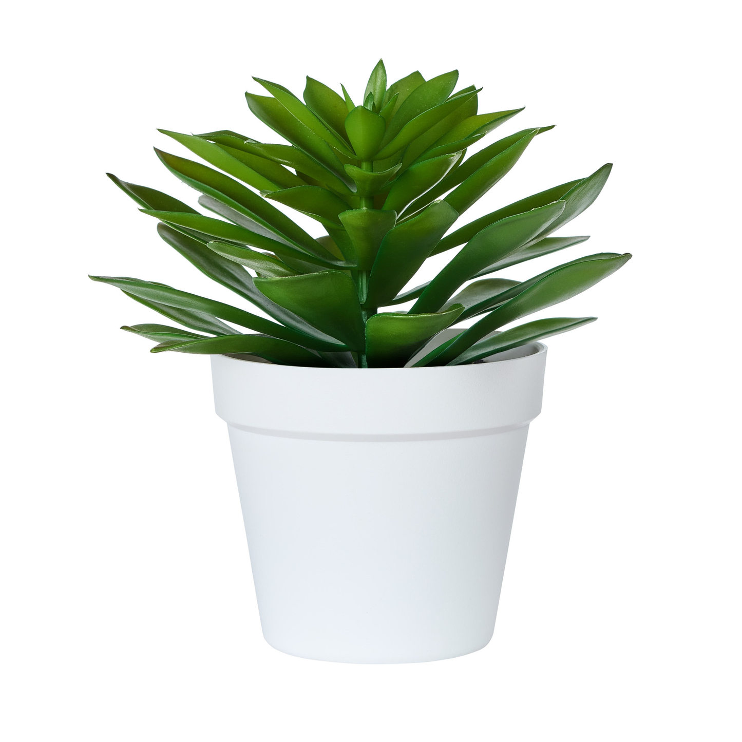 POT GM DE PLANTE GRASSE