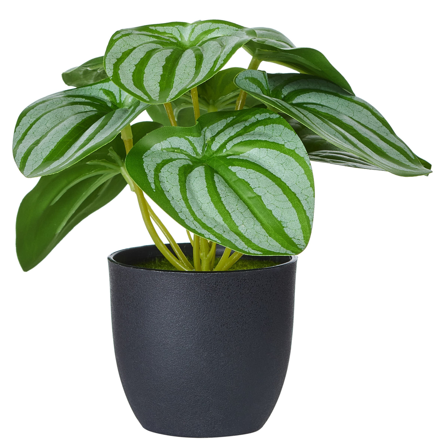 POT DE SYNGONIUM VERT BLANC - REAL TOUCH