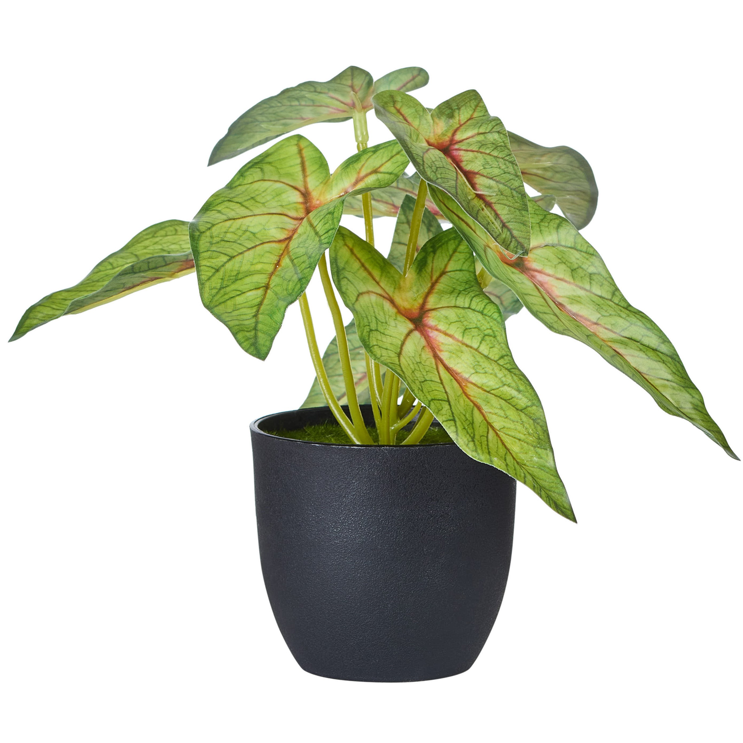 POT DE SYNGONIUM - REAL TOUCH
