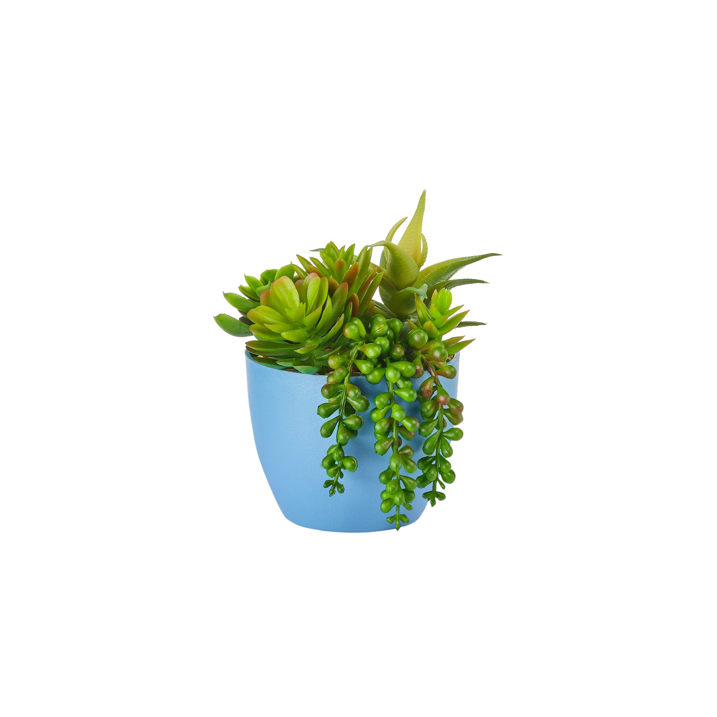 POT BLEU DE PLANTES GRASSES ET CHUTE DE SUCCULENTES