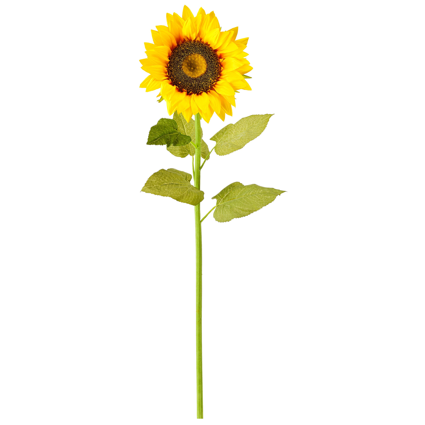 TIGE DE TOURNESOL TGM