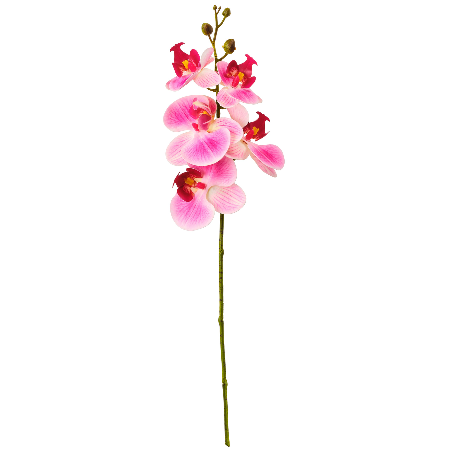 TIGE D'ORCHIDEES