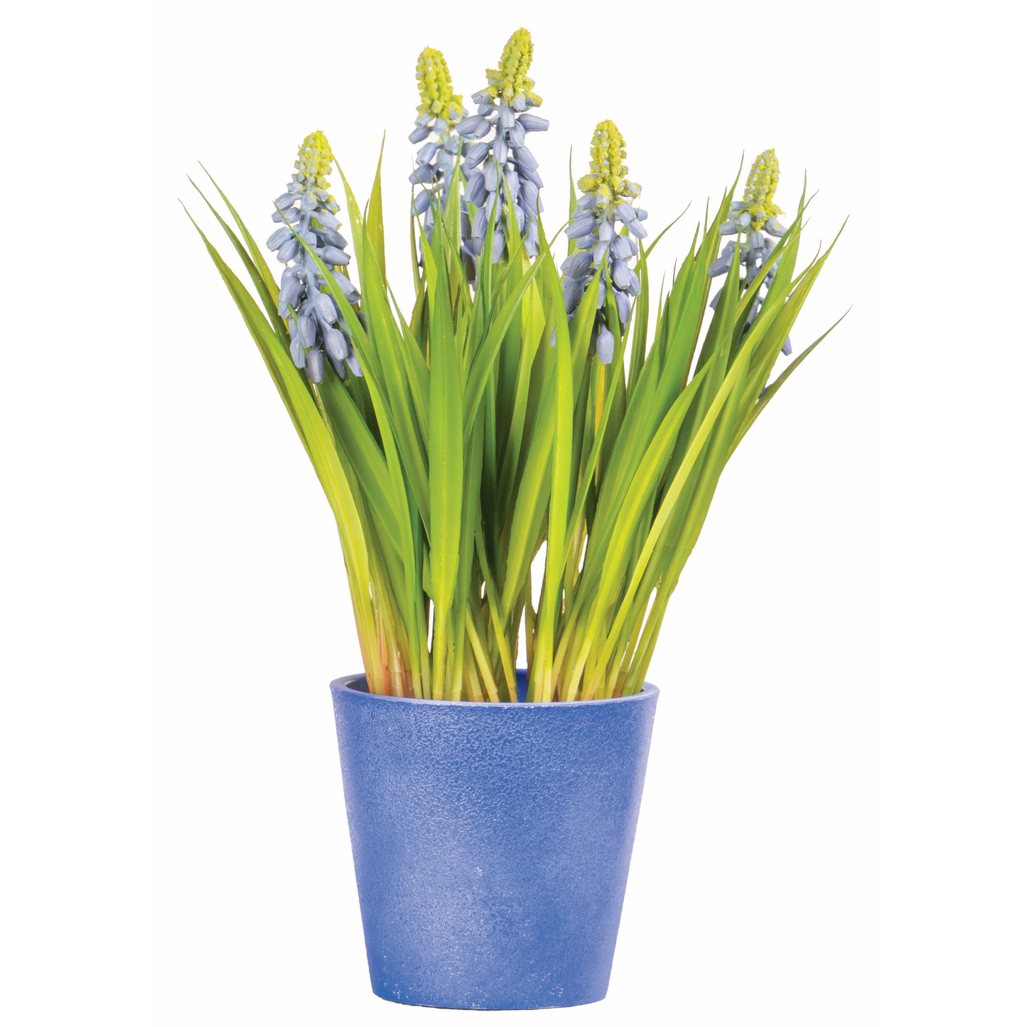 POT DE MUSCARI