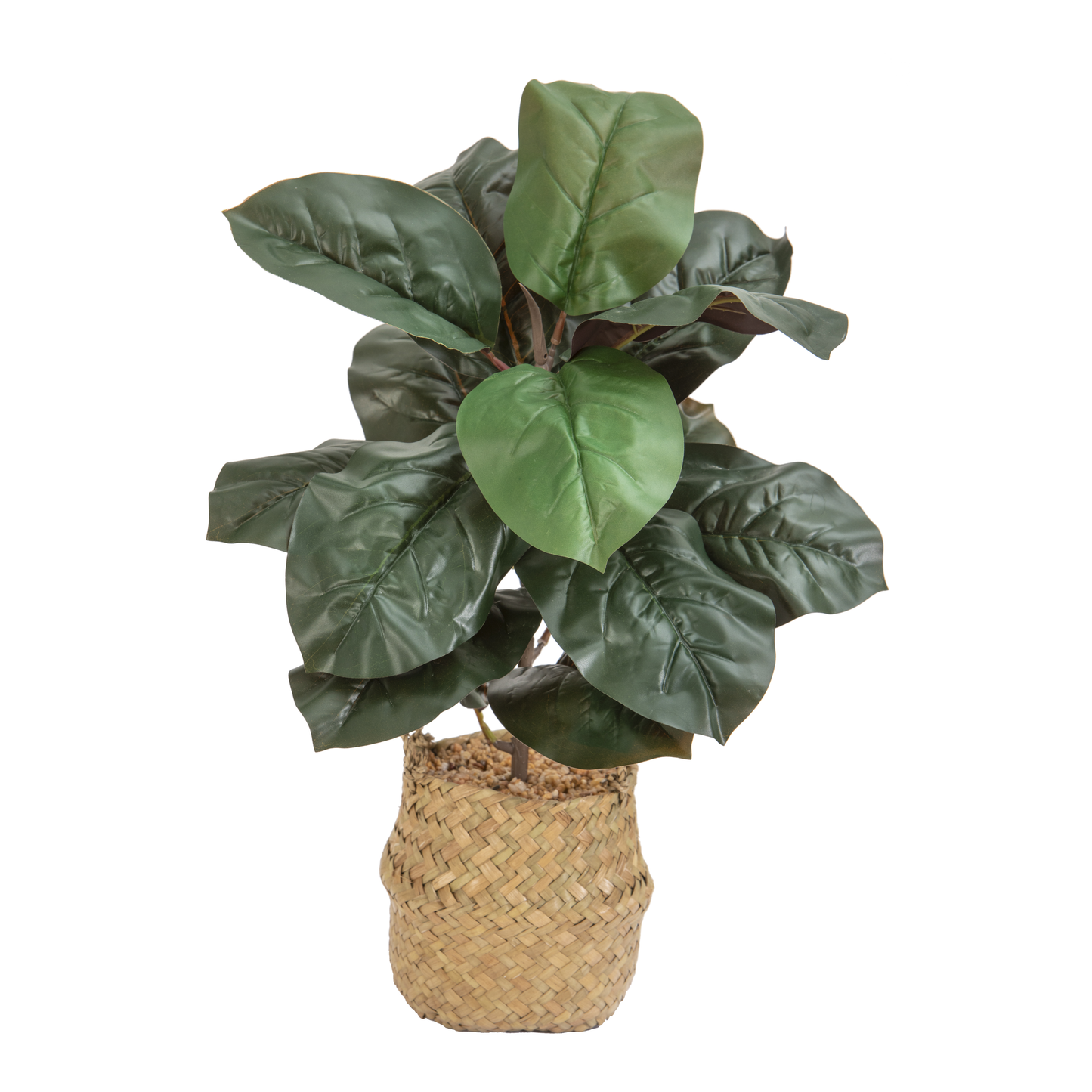 PLANTE VERTE DANS VANNERIE