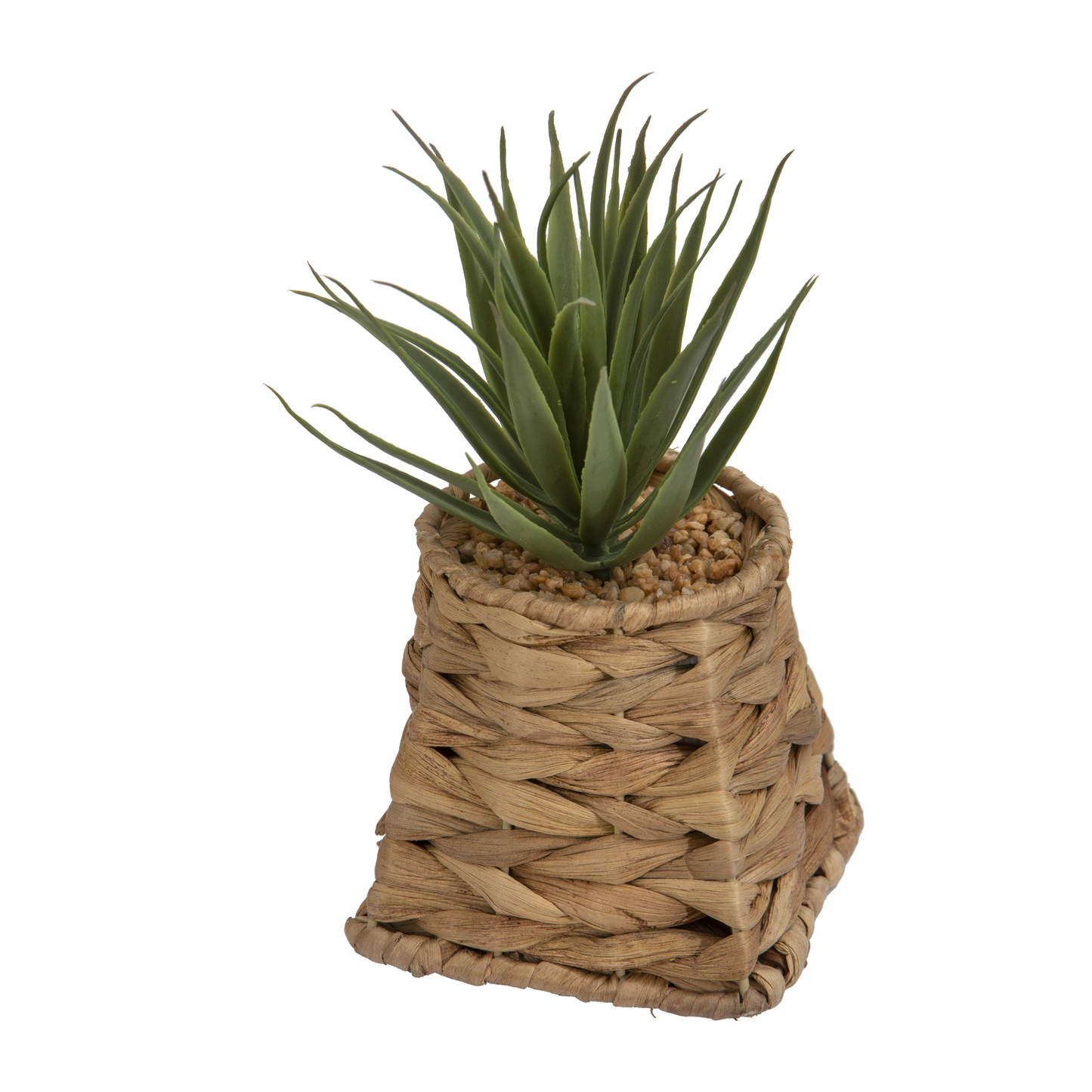 PLANTE GRASSE