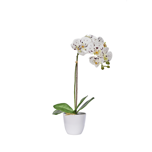 ORCHIDEE
