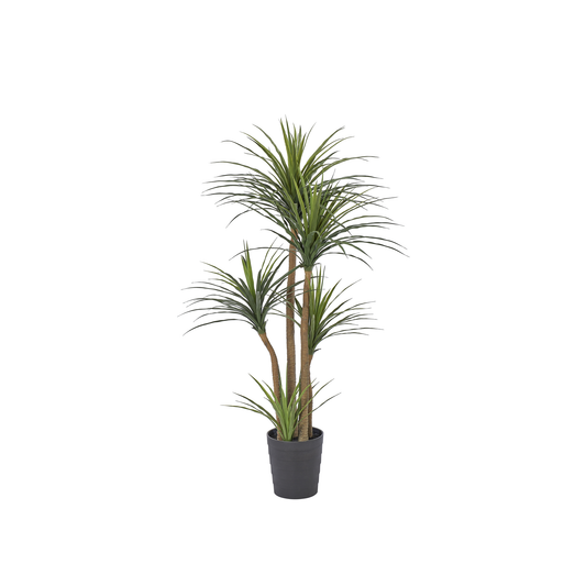 YUCCA 5 TETES -