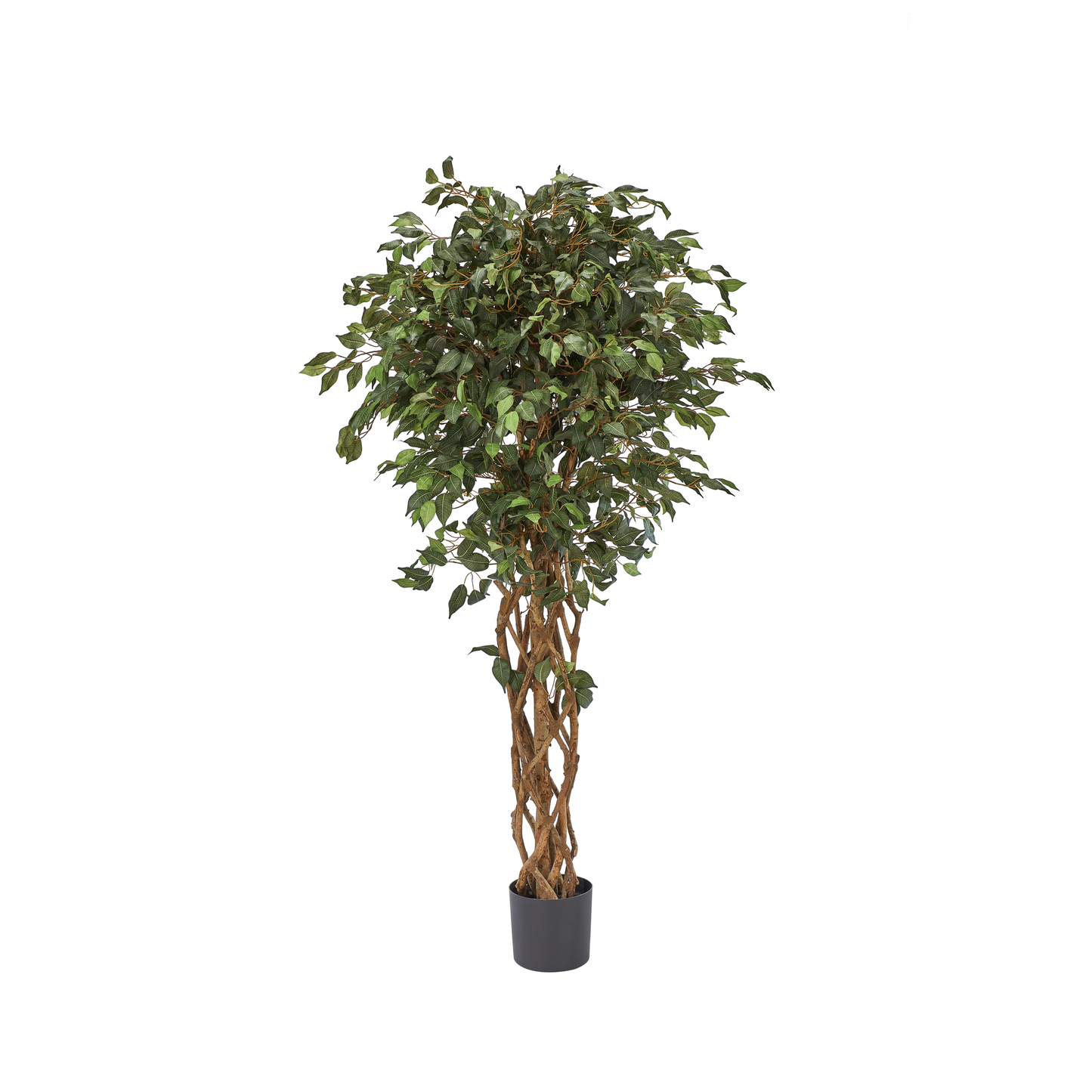 FICUS -