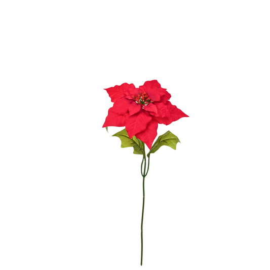 TIGE DE POINSETTIA