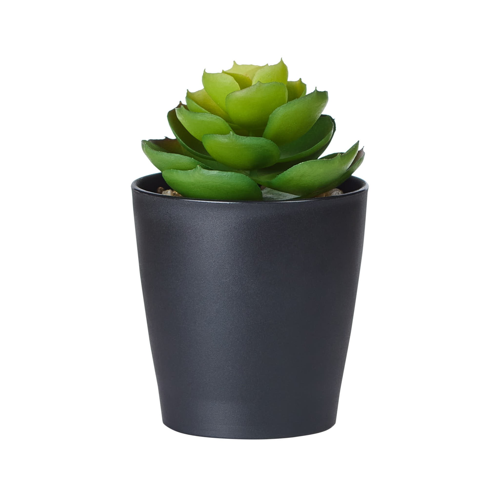 POT DE PLANTE GRASSE