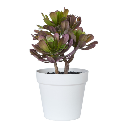 POT GM DE PLANTES GRASSES - COLORIS PRUNE
