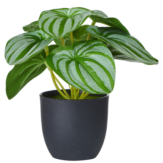 POT DE SYNGONIUM VERT BLANC - REAL TOUCH
