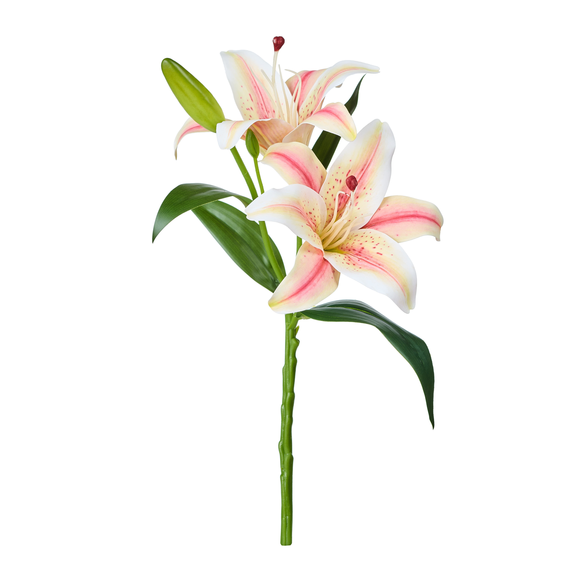 TIGE DE LYS - REAL TOUCH