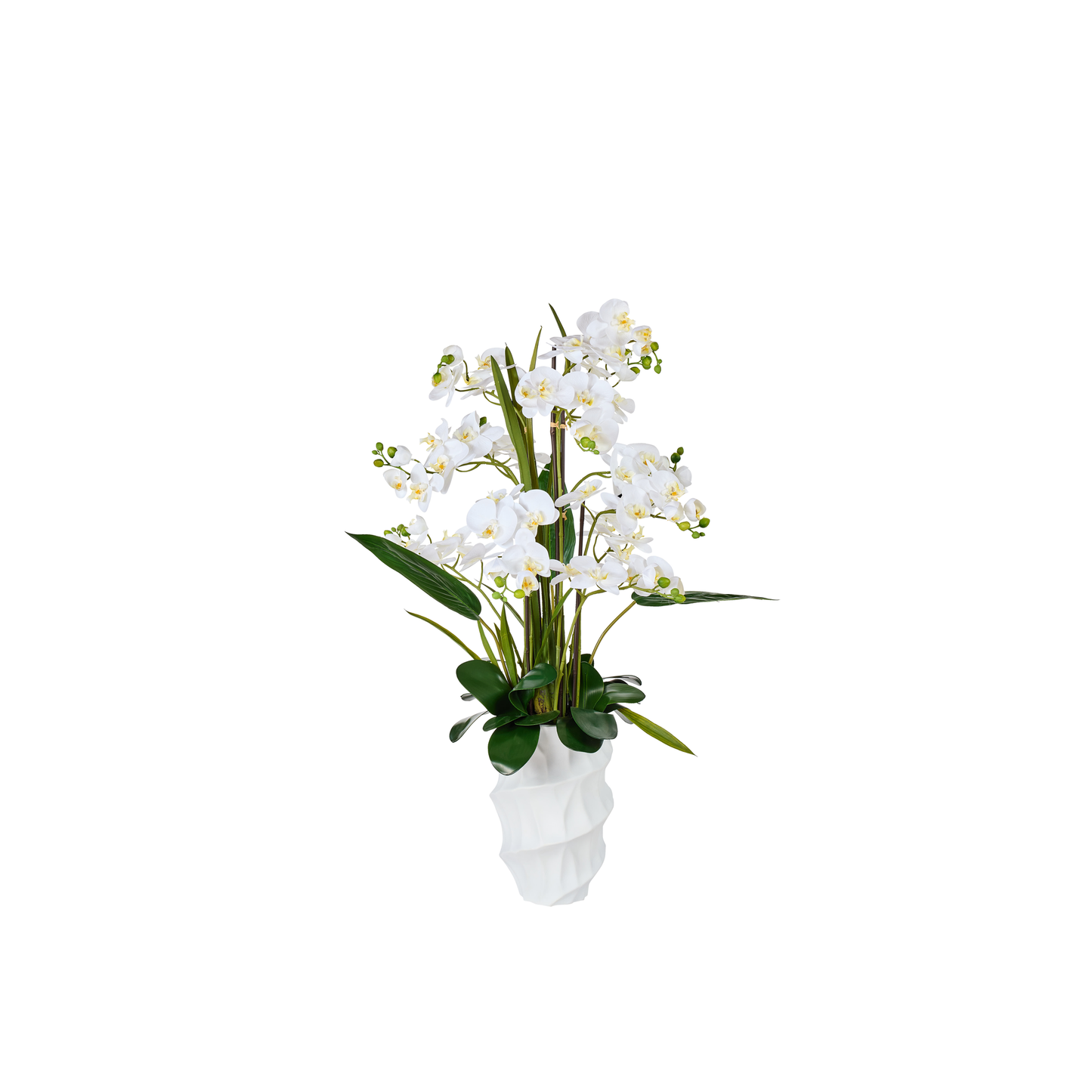 ORCHIDEE TGM -