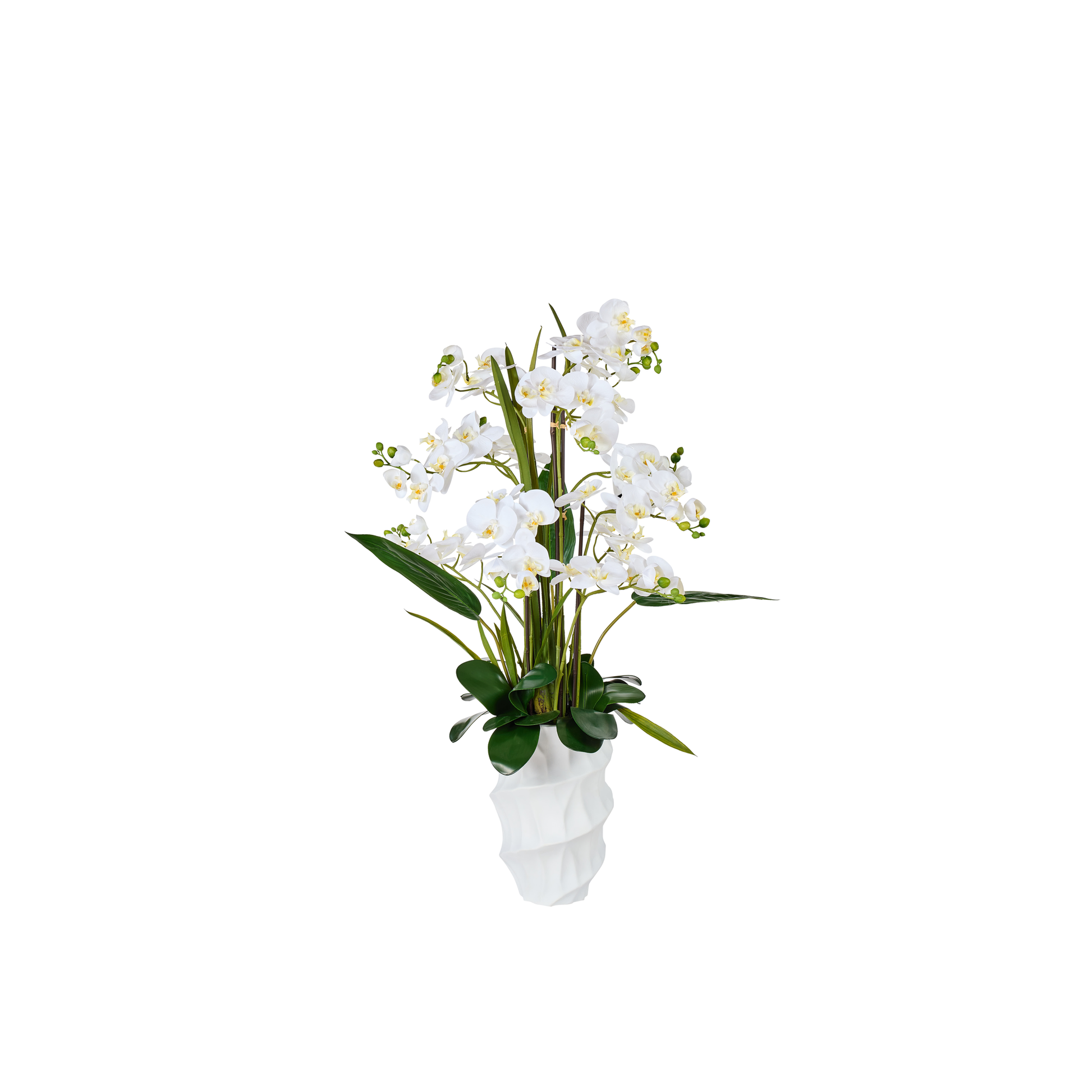 ORCHIDEE TGM -