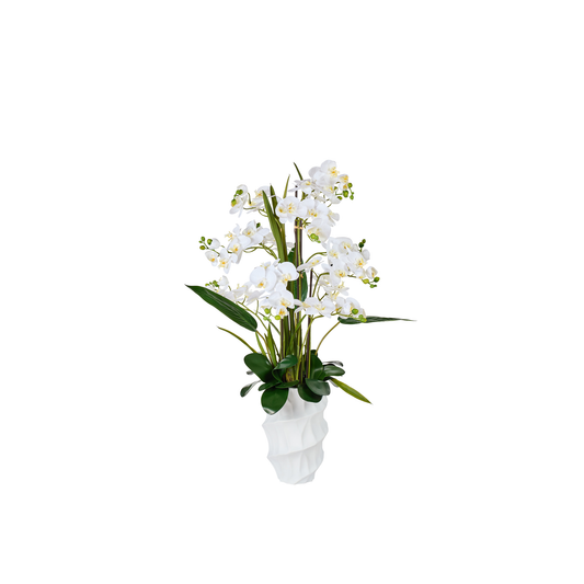 ORCHIDEE TGM -