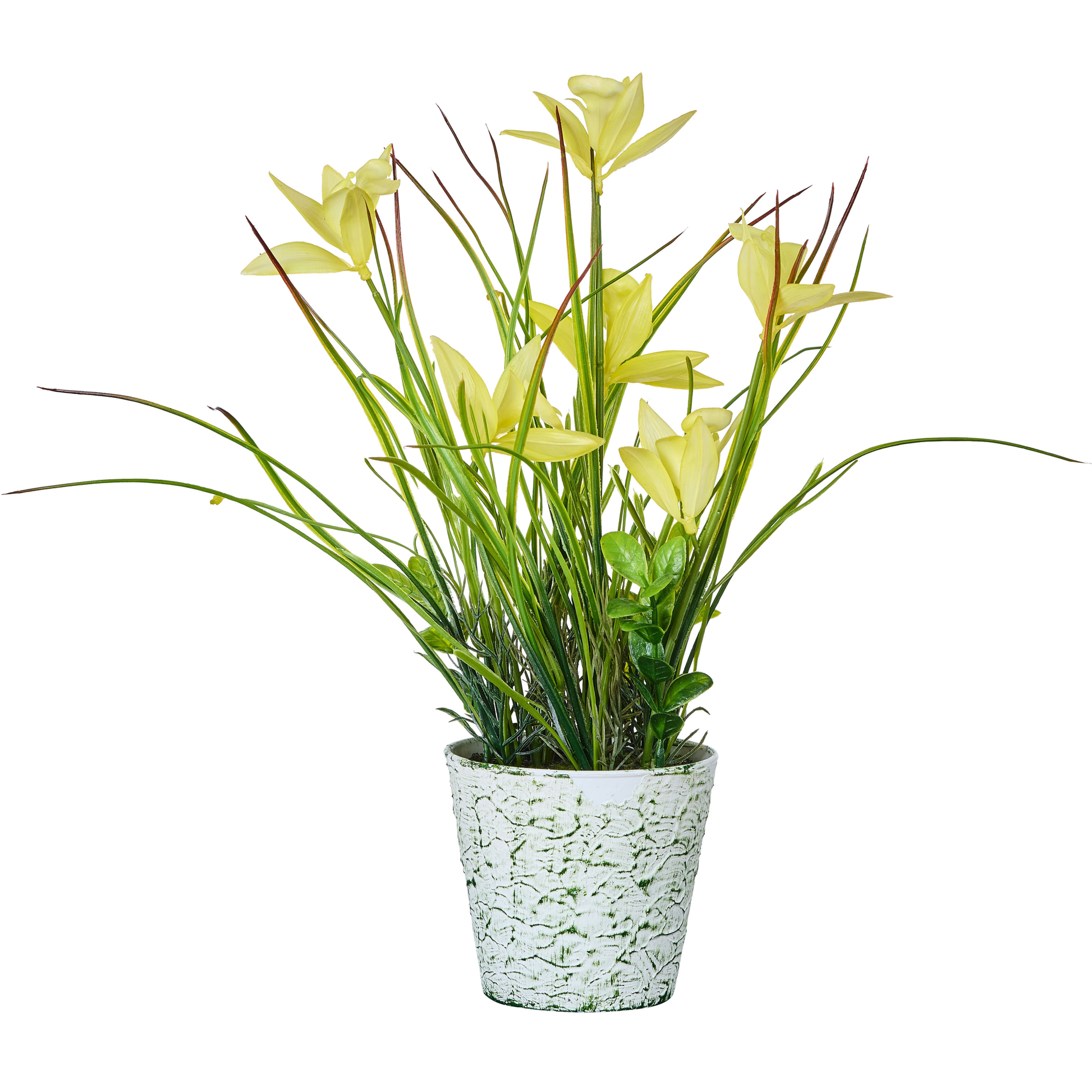 ORCHIDEES ET GRANDES HERBES