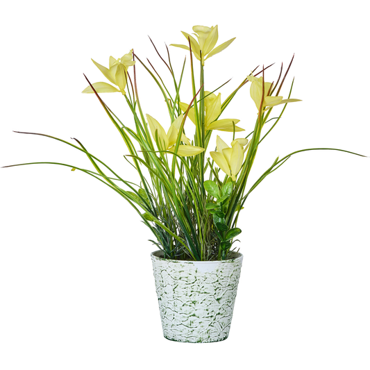 ORCHIDEES ET GRANDES HERBES