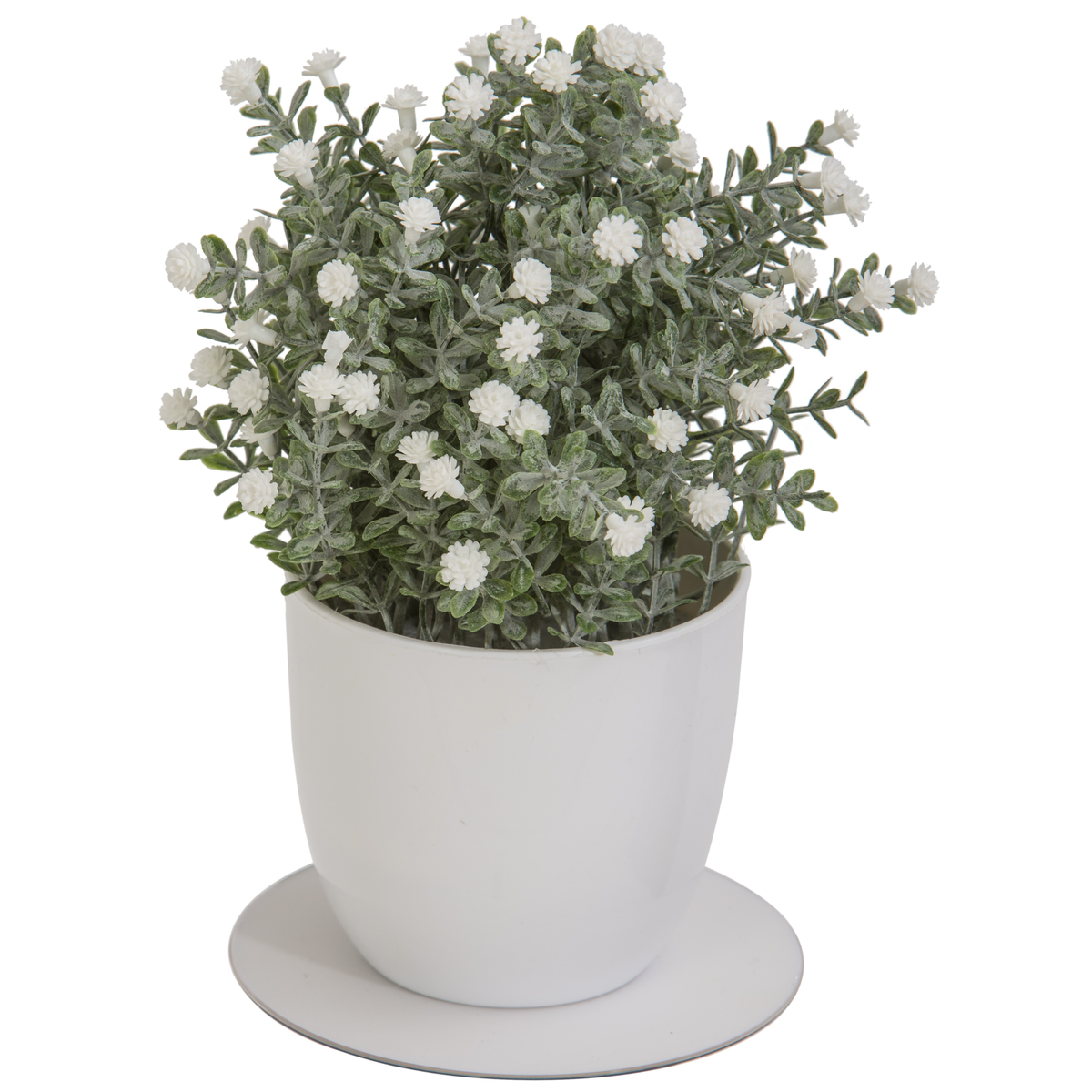 PLANTE EN POT
