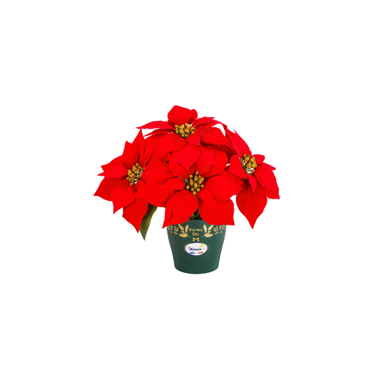 Pot Noel Chic De Poinsettias