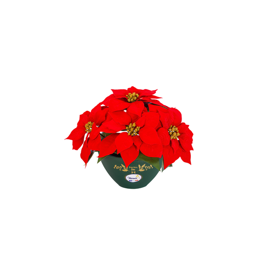 Coupe Noel Chic De Poinsettias Haut De Gamme