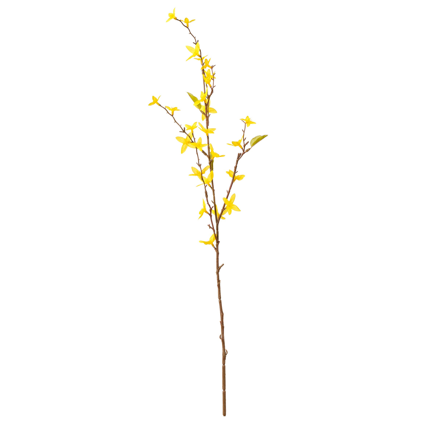 TIGE DE FORSYTHIA