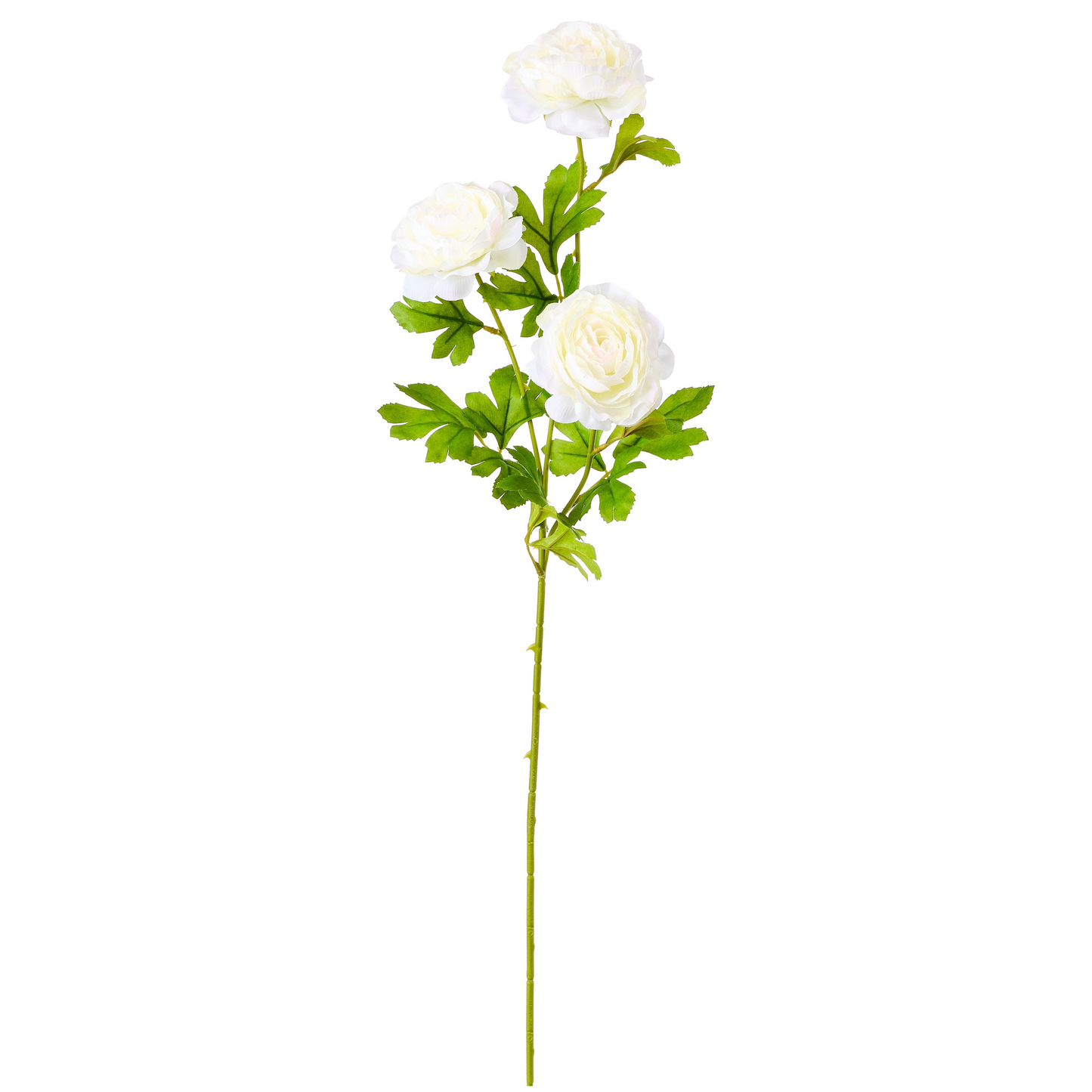 TIGE DE CAMELIAS