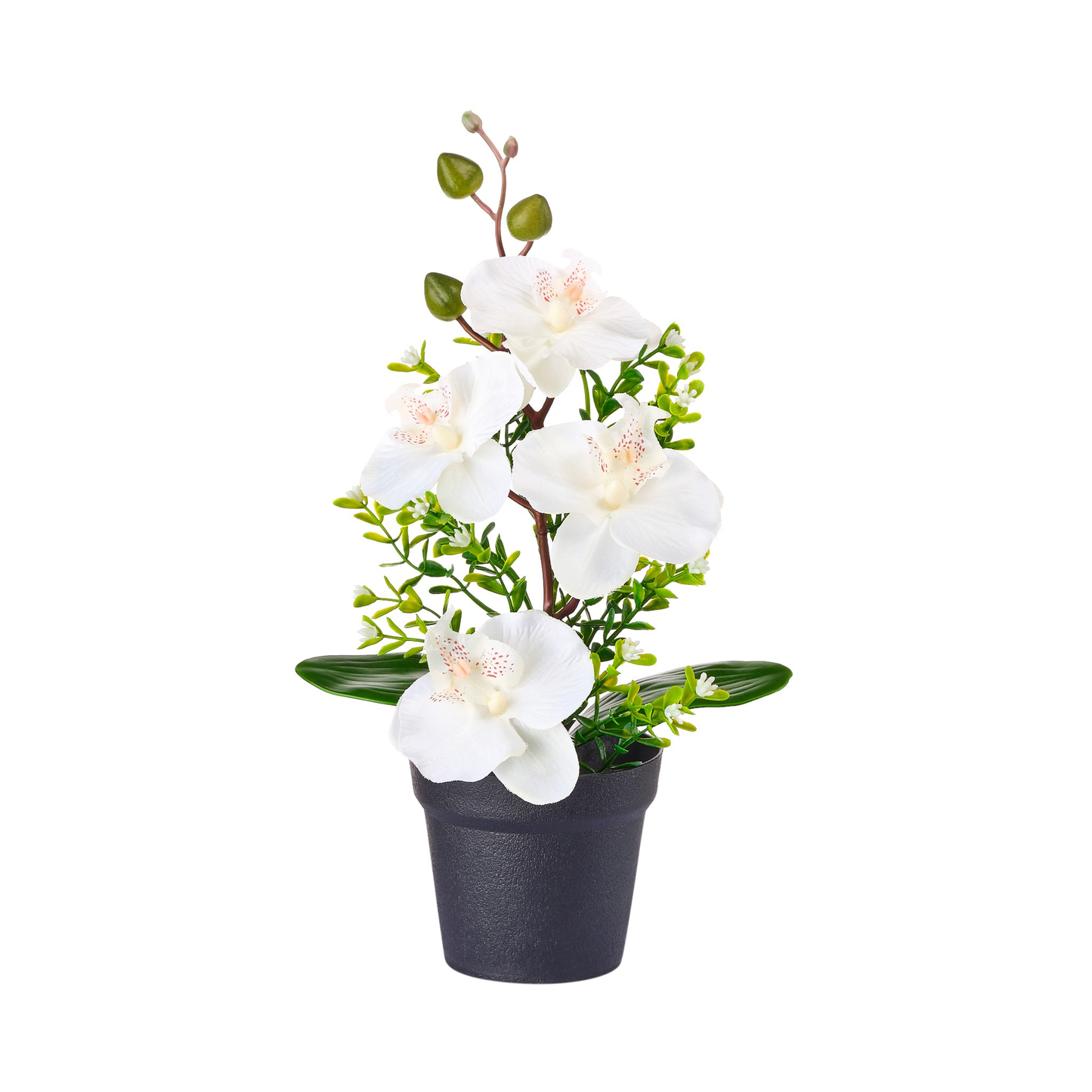 POT D'ORCHIDEE
