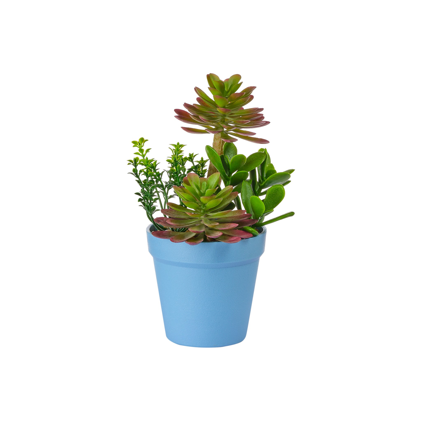 POT BLEU DE PLANTES GRASSES