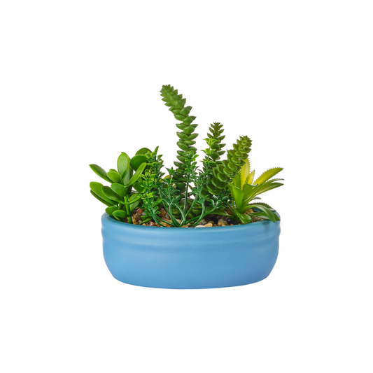 JARDIN DE CACTEES EN SOUCOUPE BLEUE
