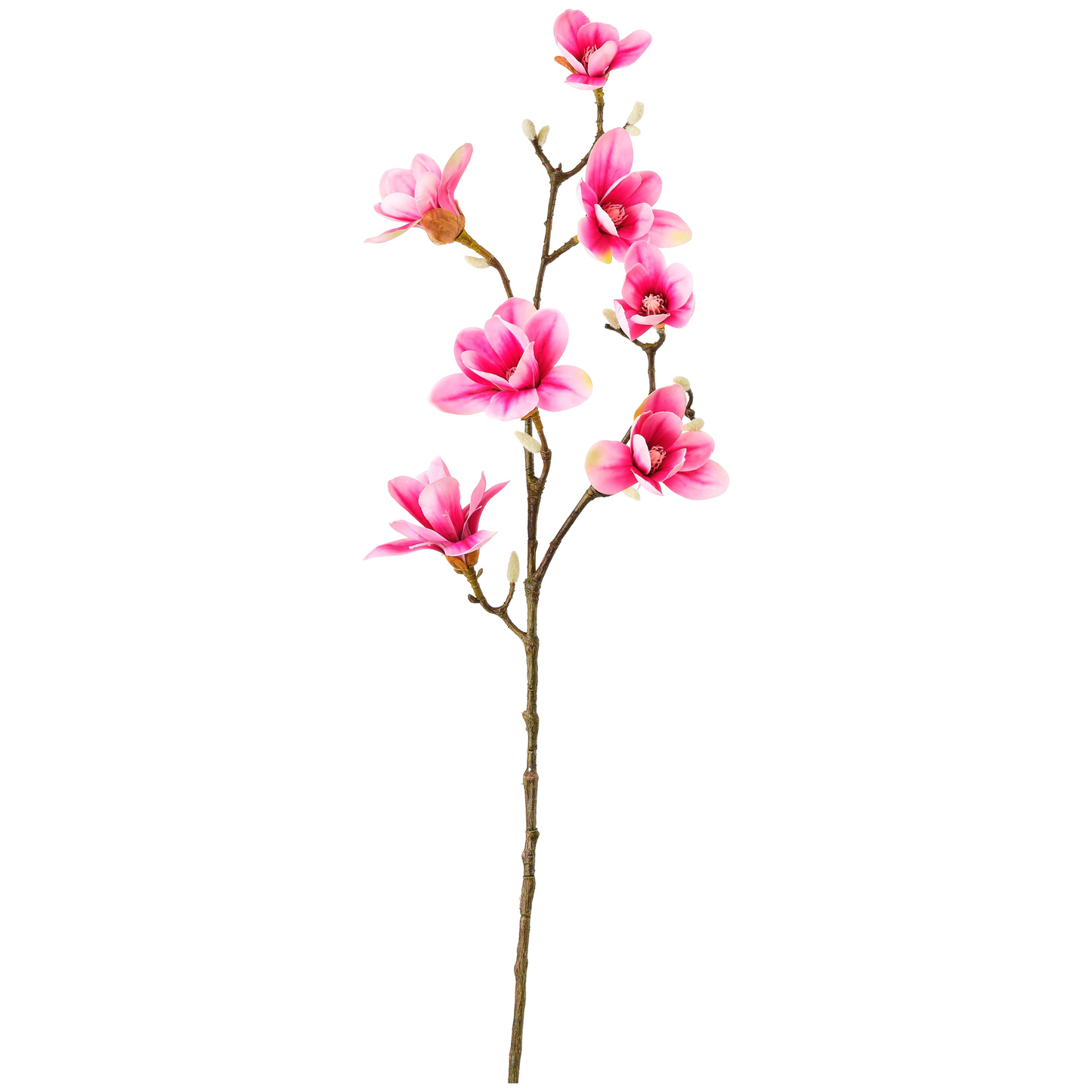 TIGE DE MAGNOLIA TGM
