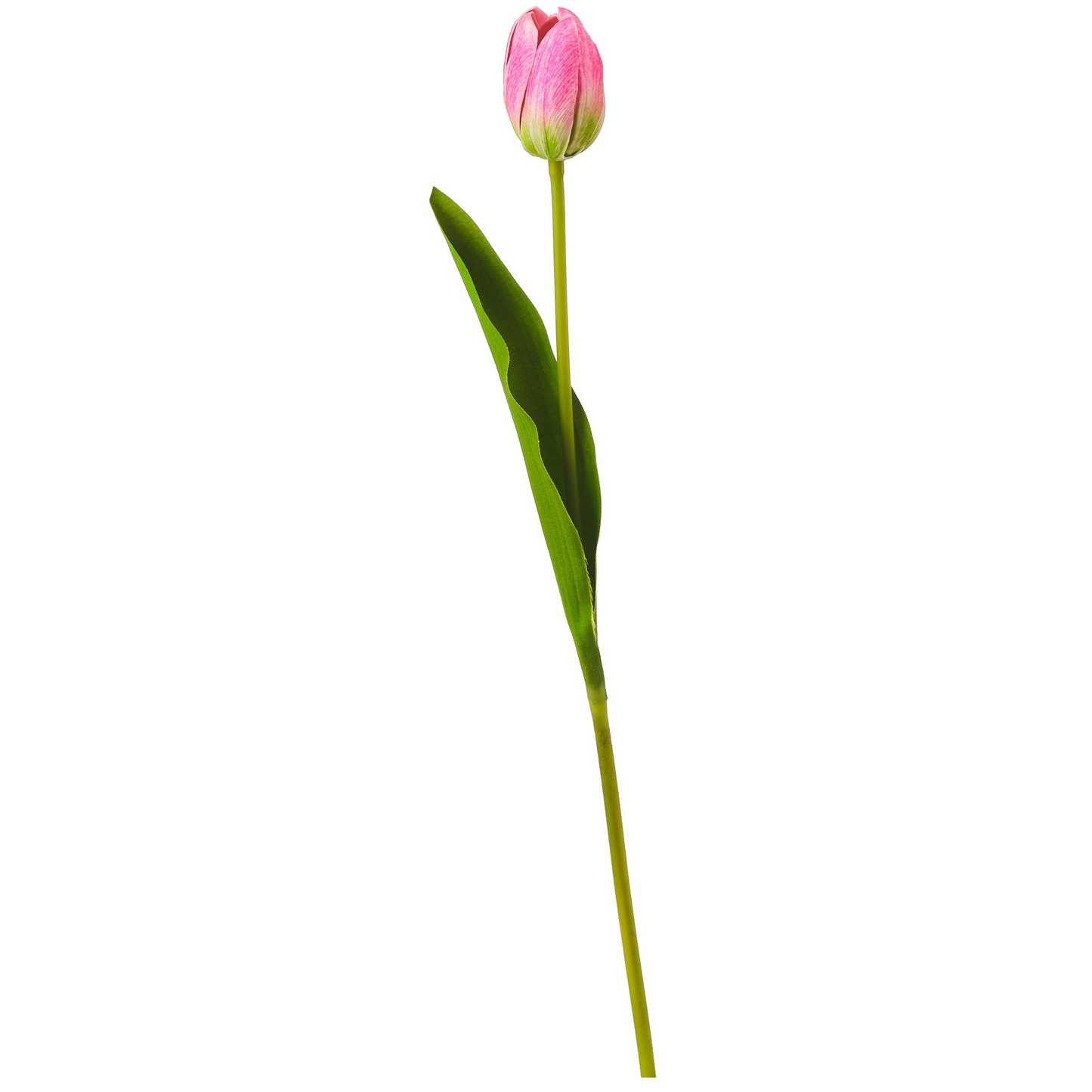 TIGE DE TULIPES