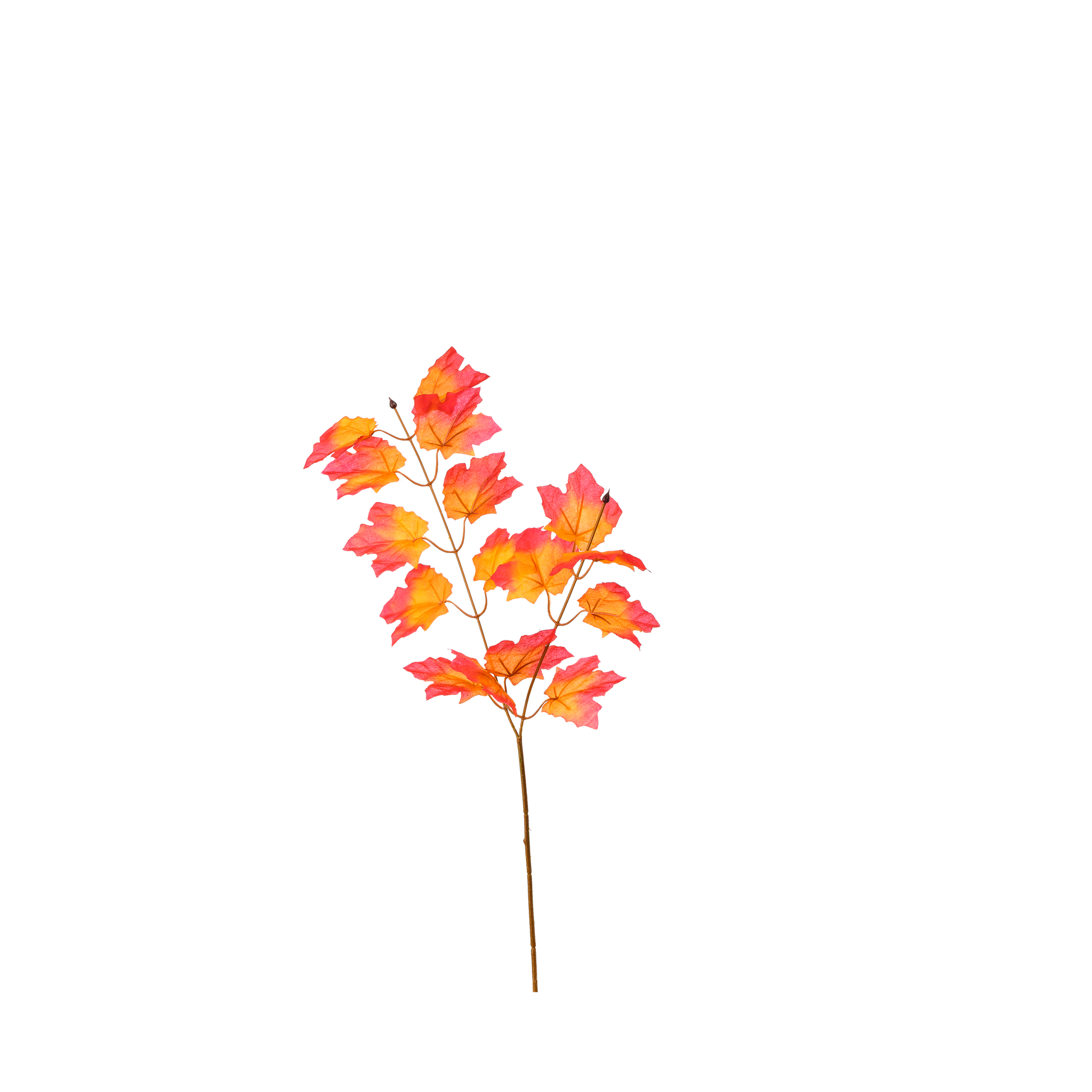 TIGE DE FEUILLES D'ERABLE