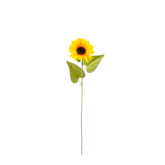 TIGE DE TOURNESOL