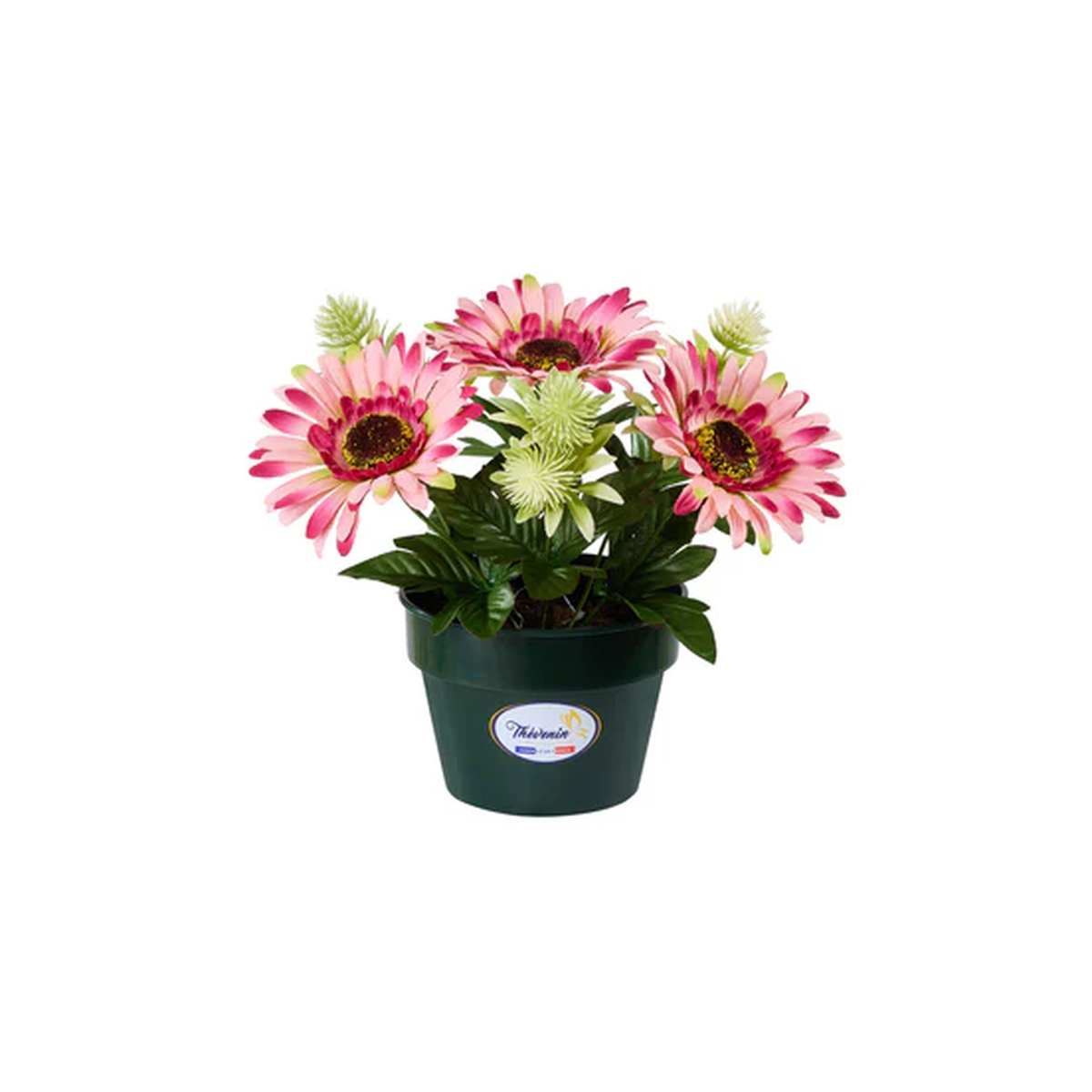POT DE MARGUERITES/CACTEES