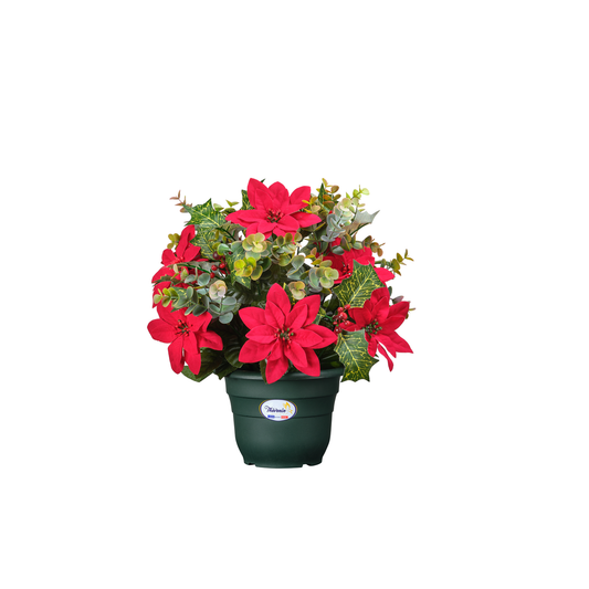 Coupe De Poinsettias Baies Et Eucalyptus