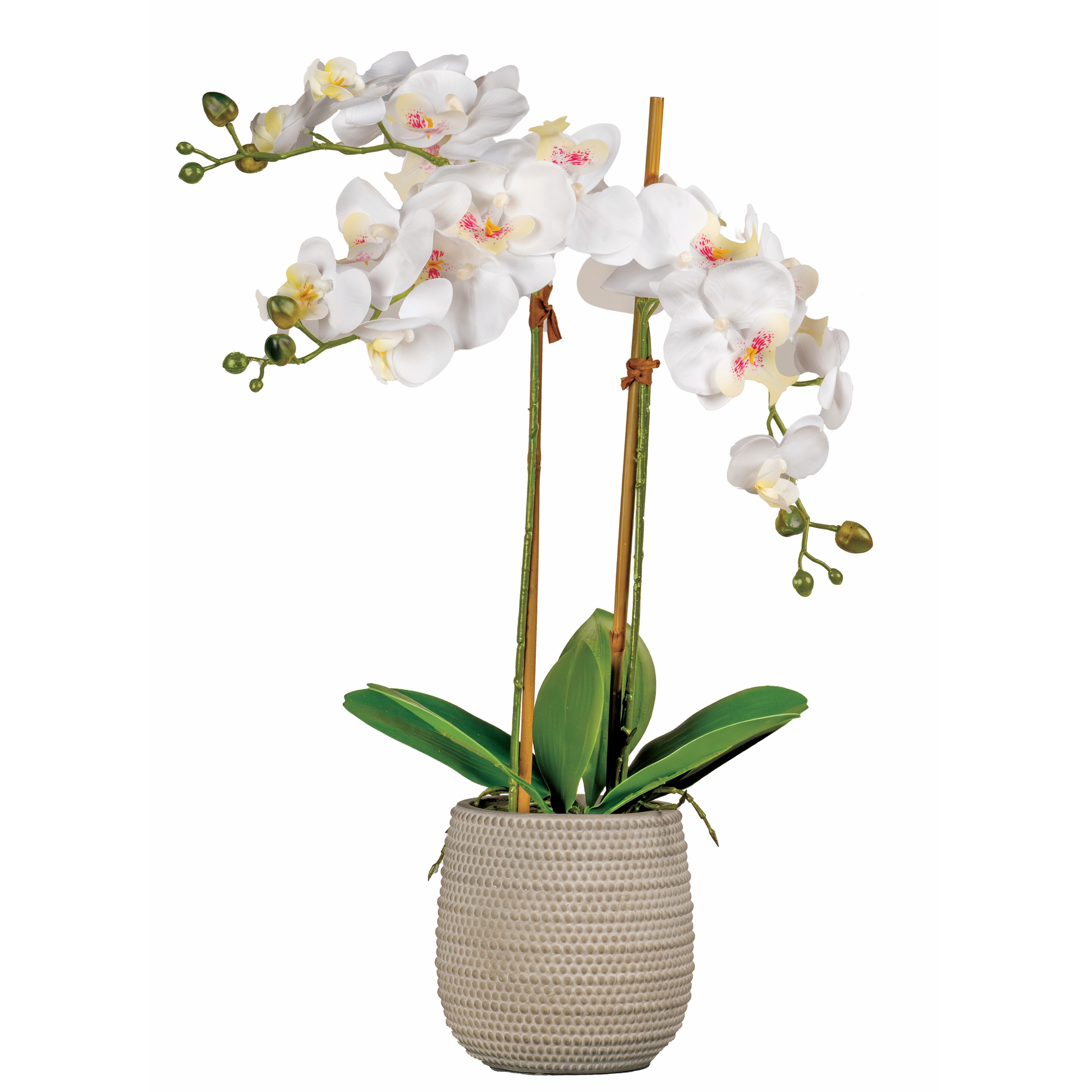 ORCHIDEE DANS CONTENANT CERAMIQUE -