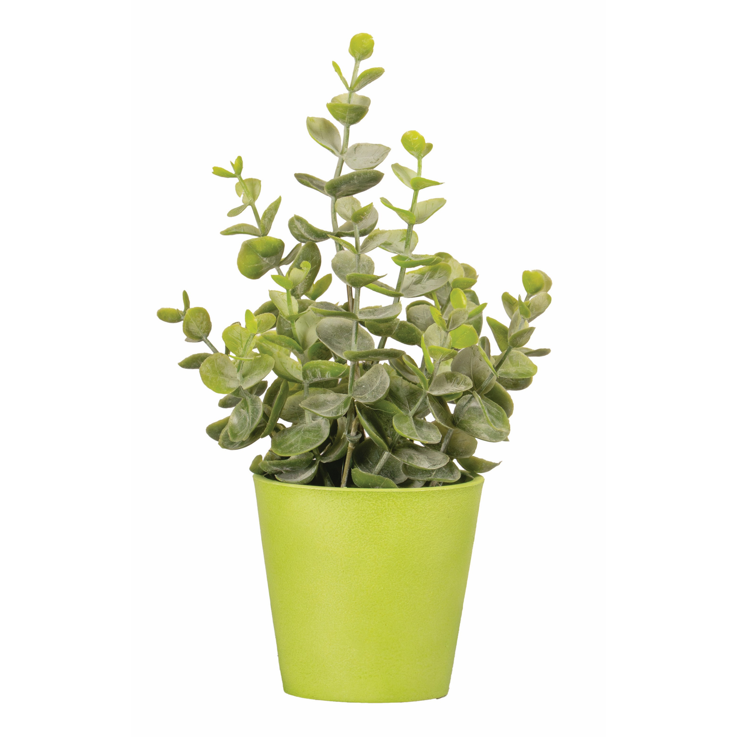 POT D'EUCALYPTUS
