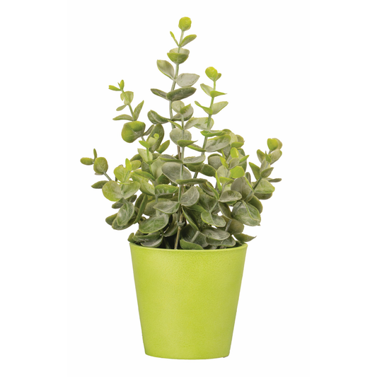 POT D'EUCALYPTUS