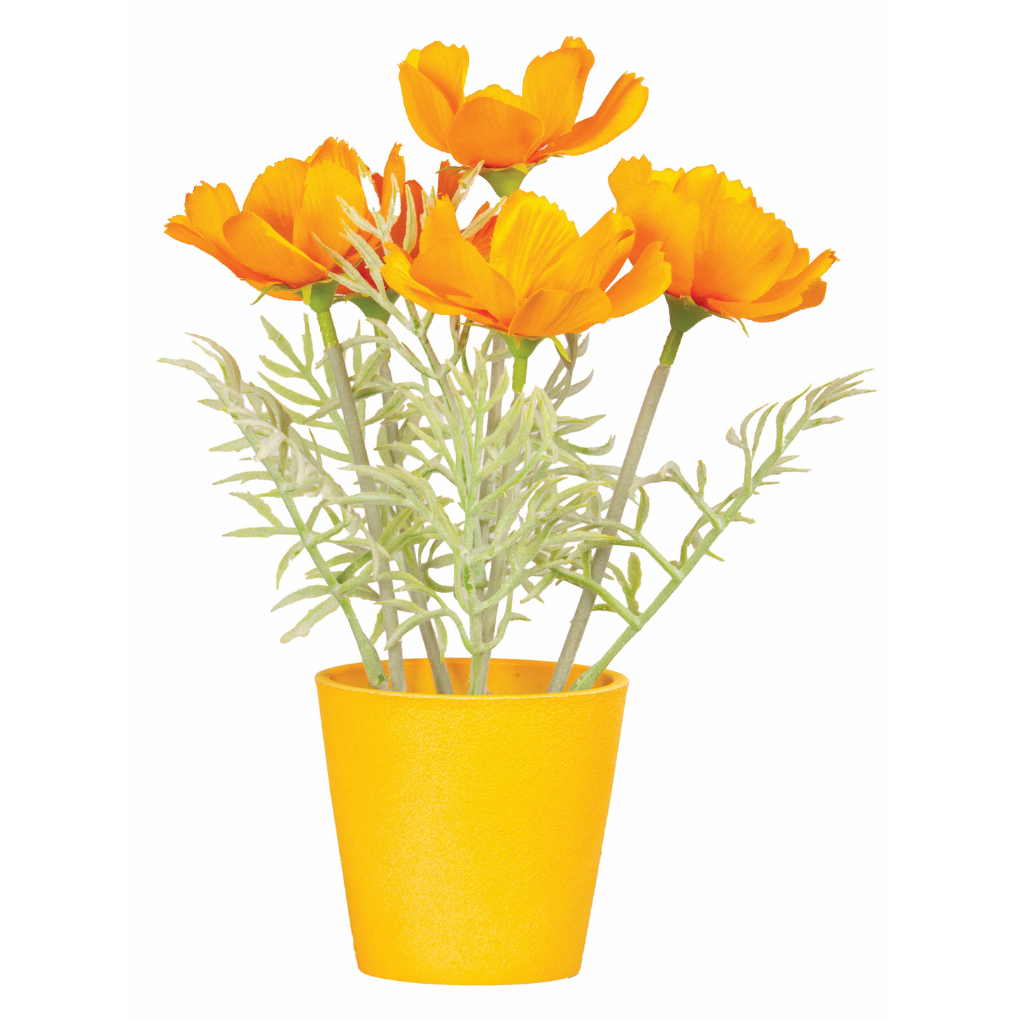 POT DE COSMOS