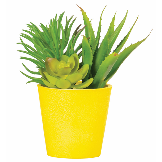 POT DE SUCCULENTES