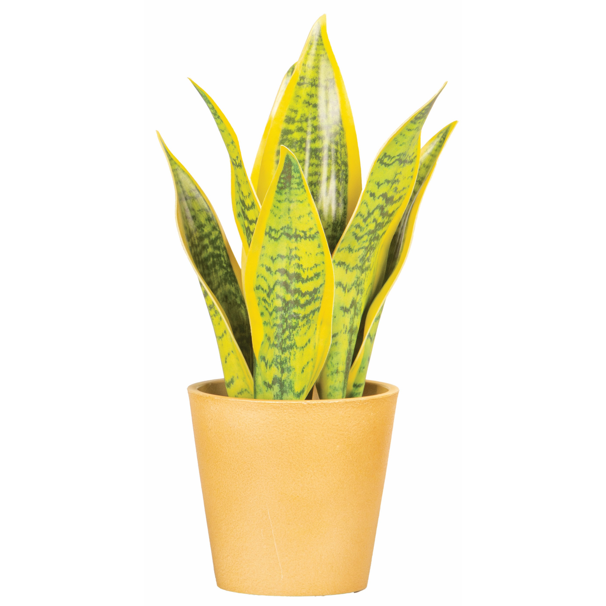 POT DE SANSEVIERA