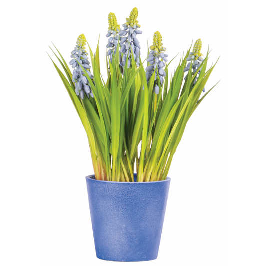 POT DE MUSCARI