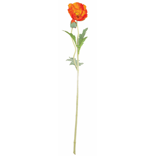 TIGE DE COQUELICOT