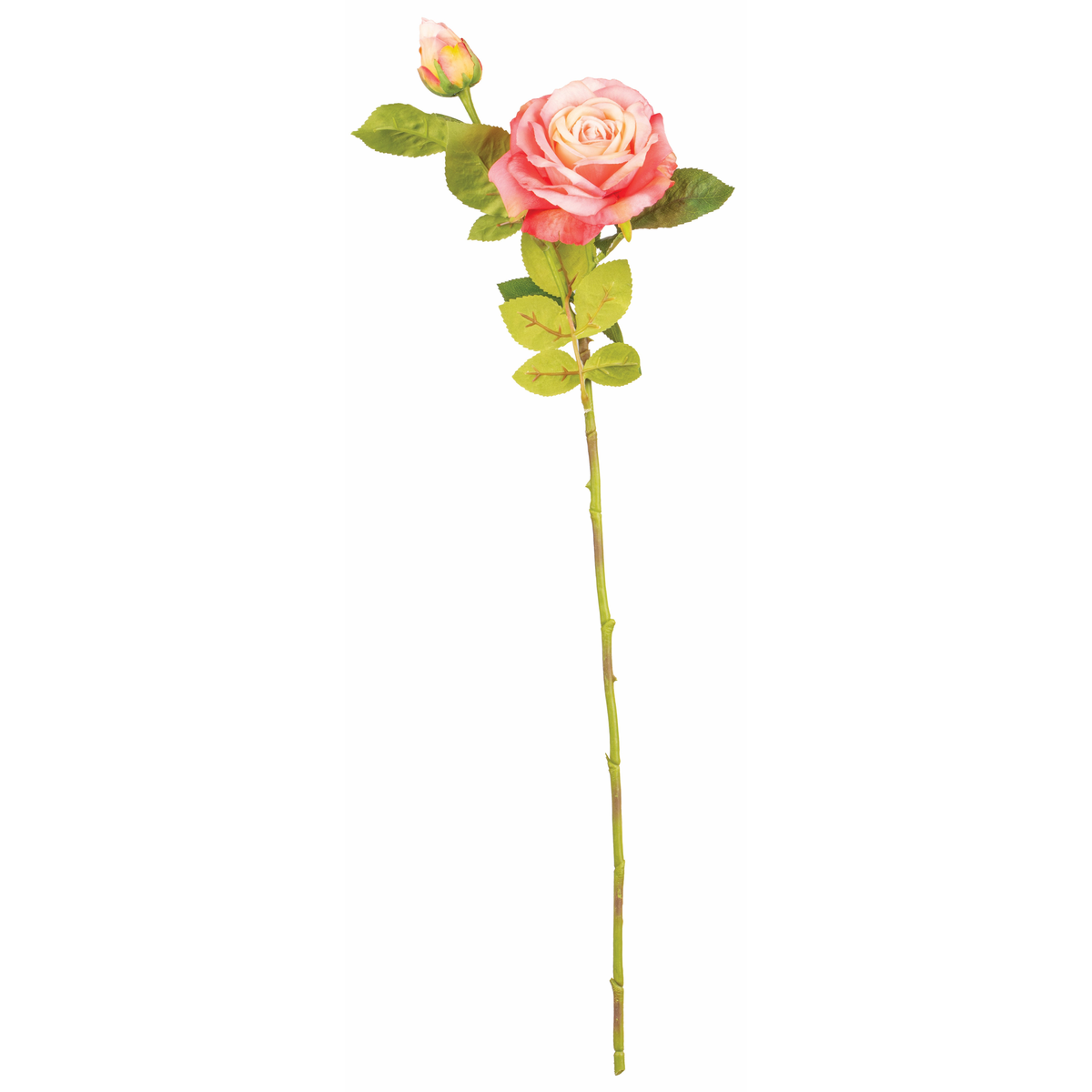 TIGE DE ROSE OUVERTE