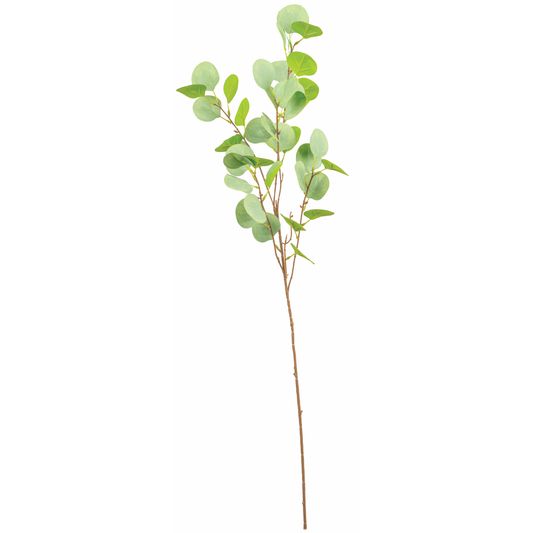 TIGE D'EUCALYPTUS