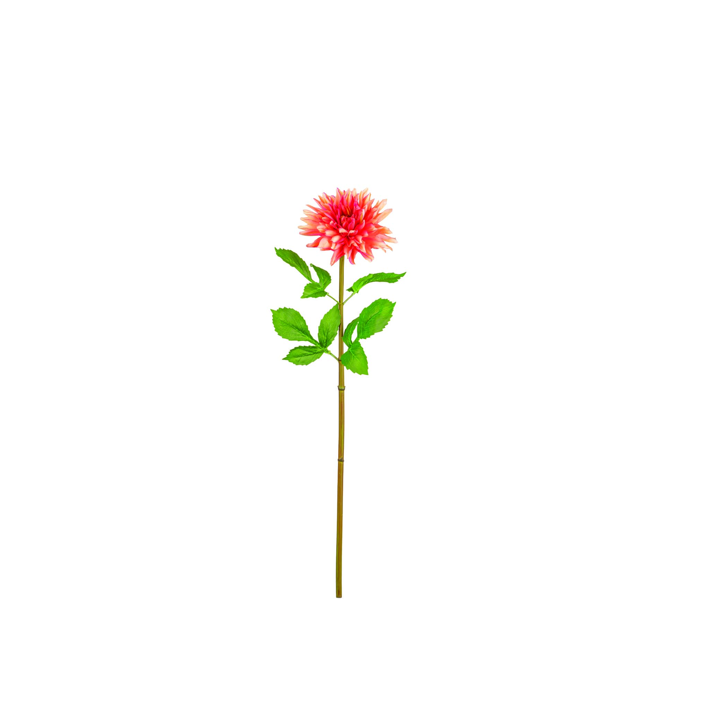 TIGE DE DAHLIAS