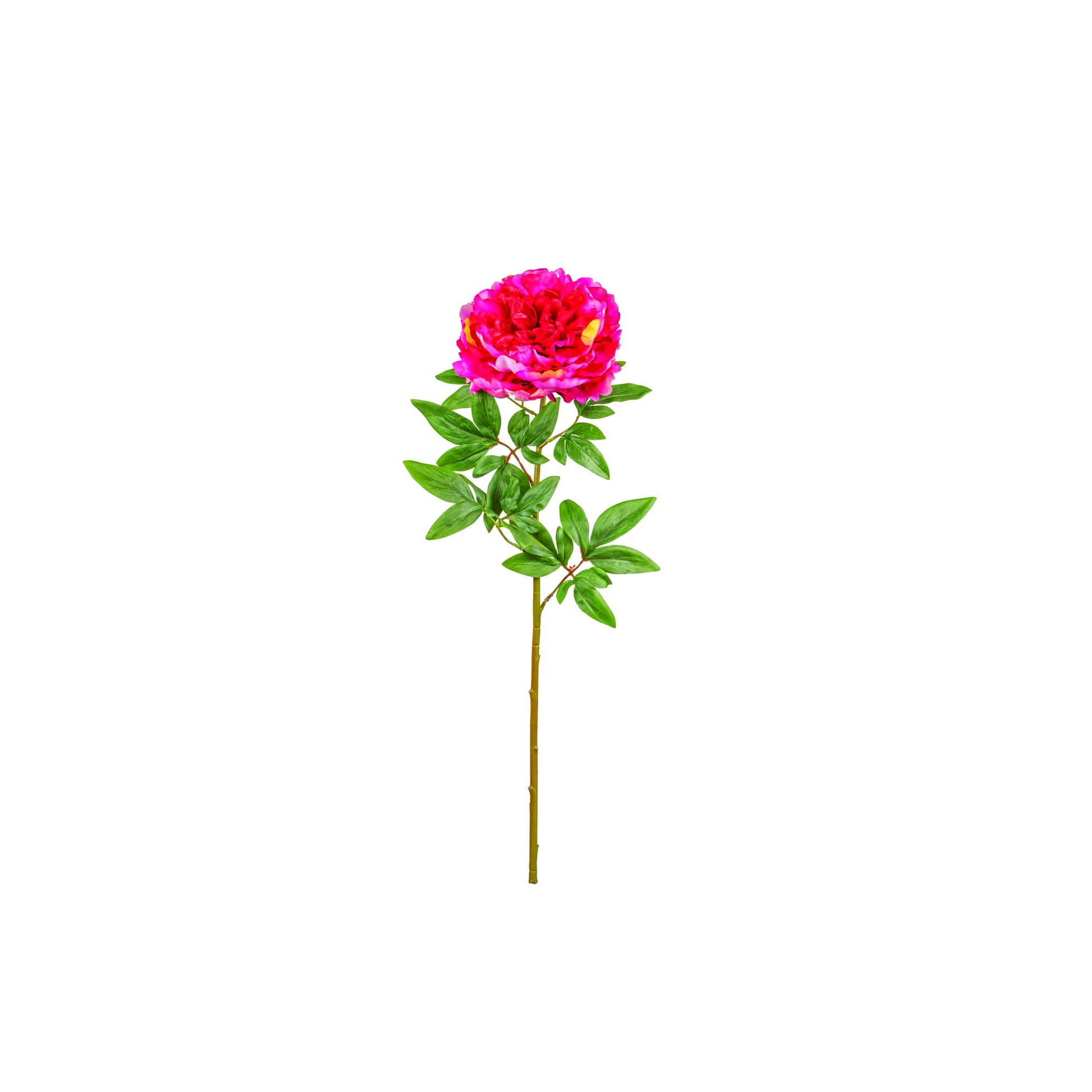 TIGE DE PIVOINE