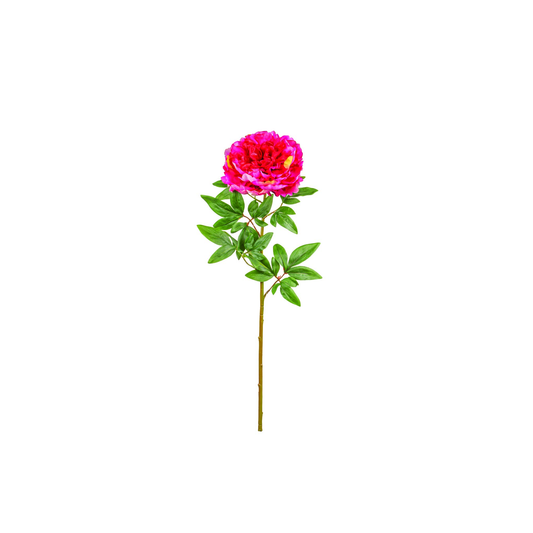 TIGE DE PIVOINE